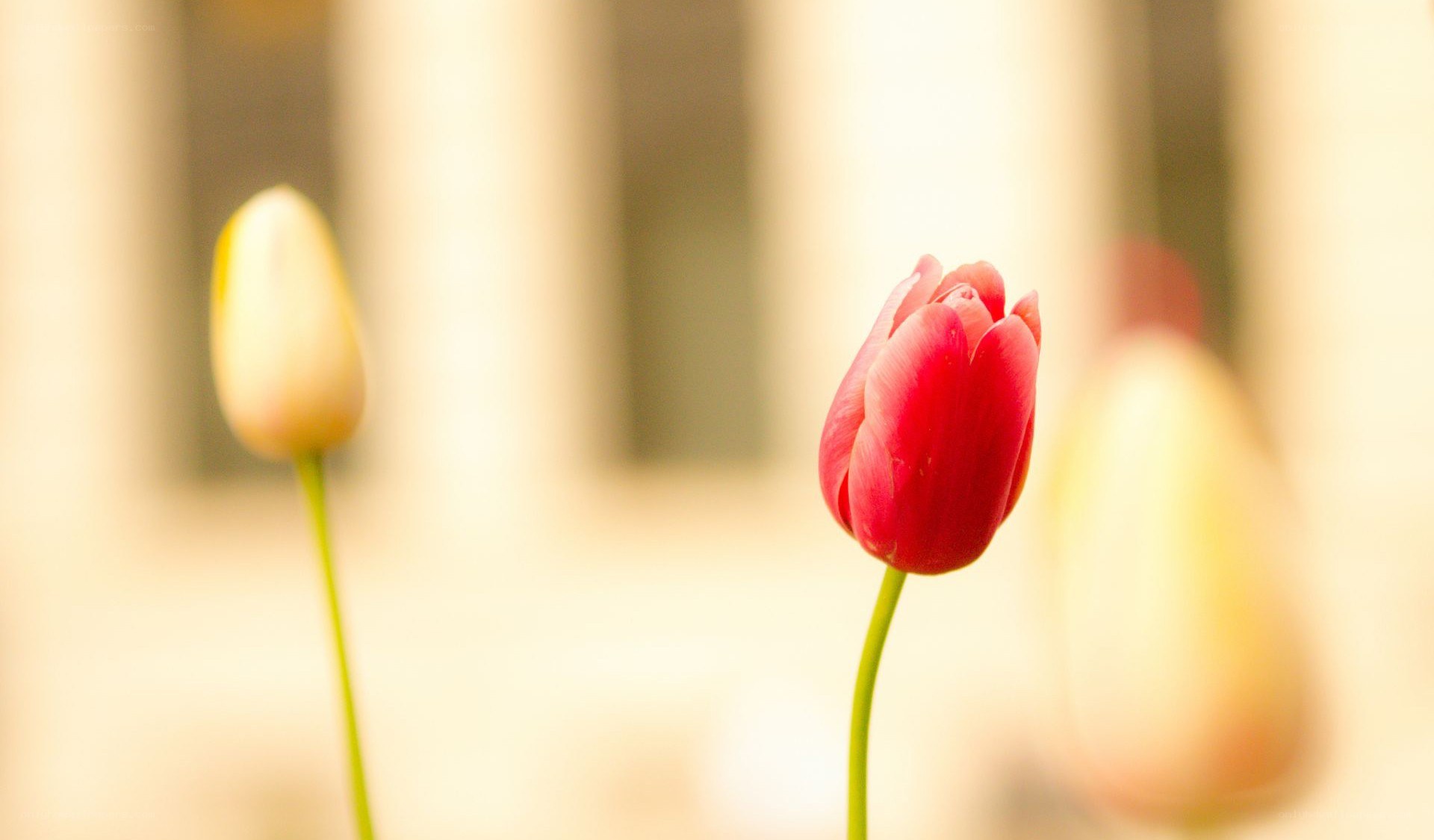 Red and yellow tulips in soft light
