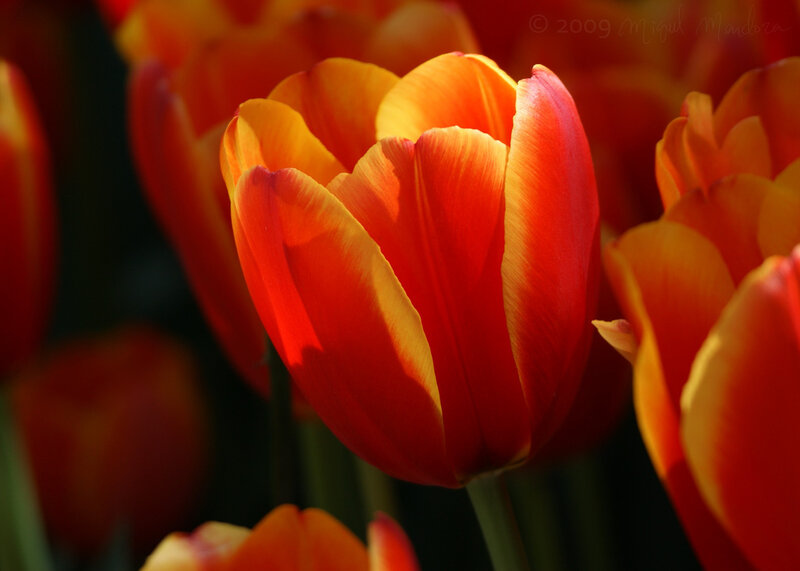 Red and yellow tulips in sunlight