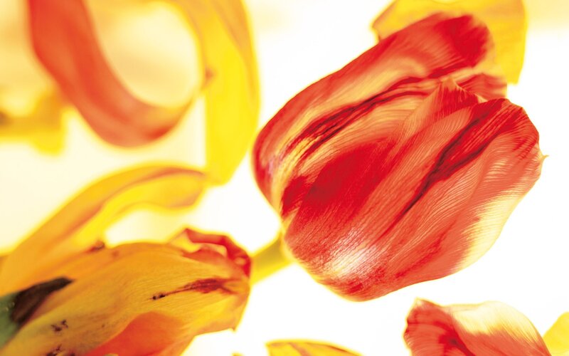 Red and yellow tulips in sunlight