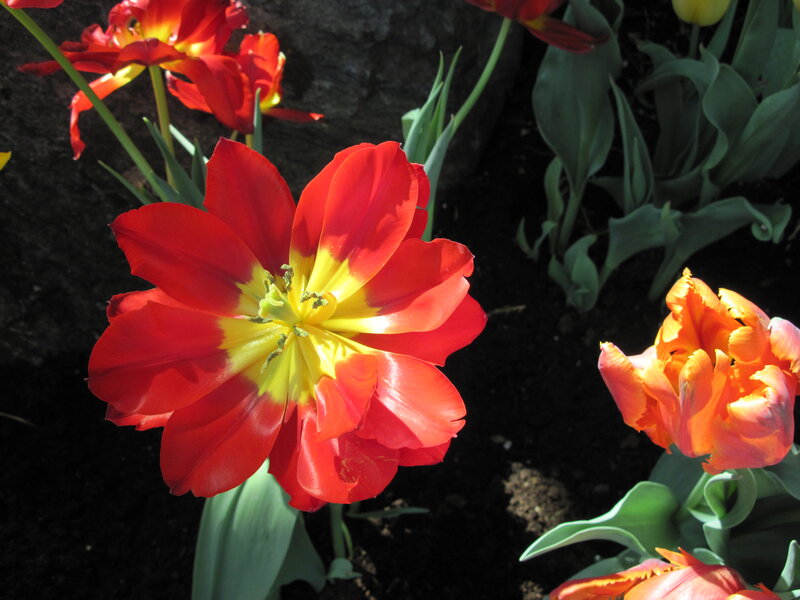 Red and Yellow Tulips — Natural