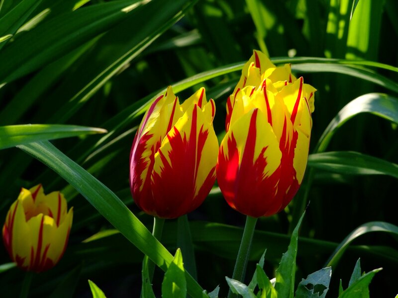 Red and Yellow Tulips — Serene, Afternoon, Photograph