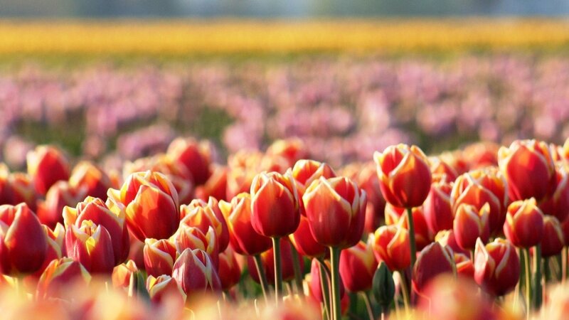 Red and Yellow Tulips — Serene, Afternoon