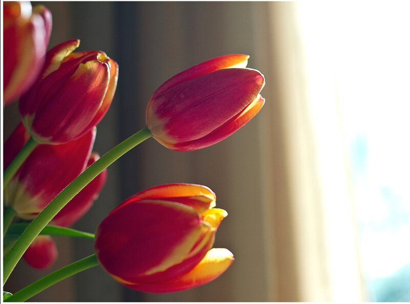 Red and Yellow Tulips — Serene, Morning