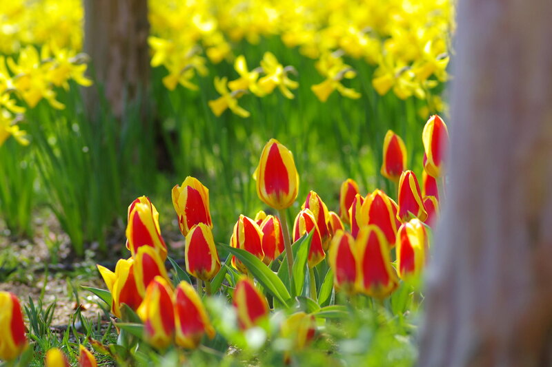 Red and Yellow Tulips — Serene, Spring, Photograph, Daffodils