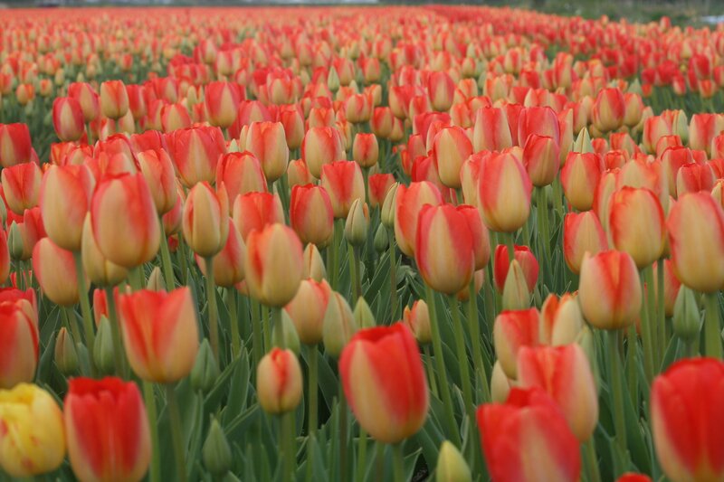 Red and Yellow Tulips — Serene, Spring, Photograph, Field