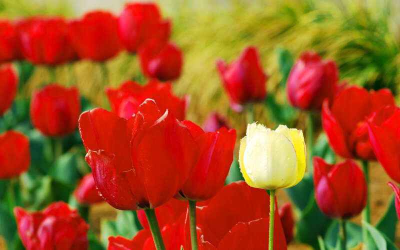 Red and Yellow Tulips — Serene, Spring, Photograph, Flowers, Green Leaves