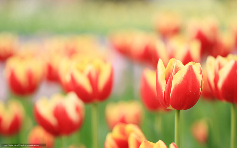 Red and Yellow Tulips — Serene, Spring, Photograph, Flowers, Green Stems, Blurred Background