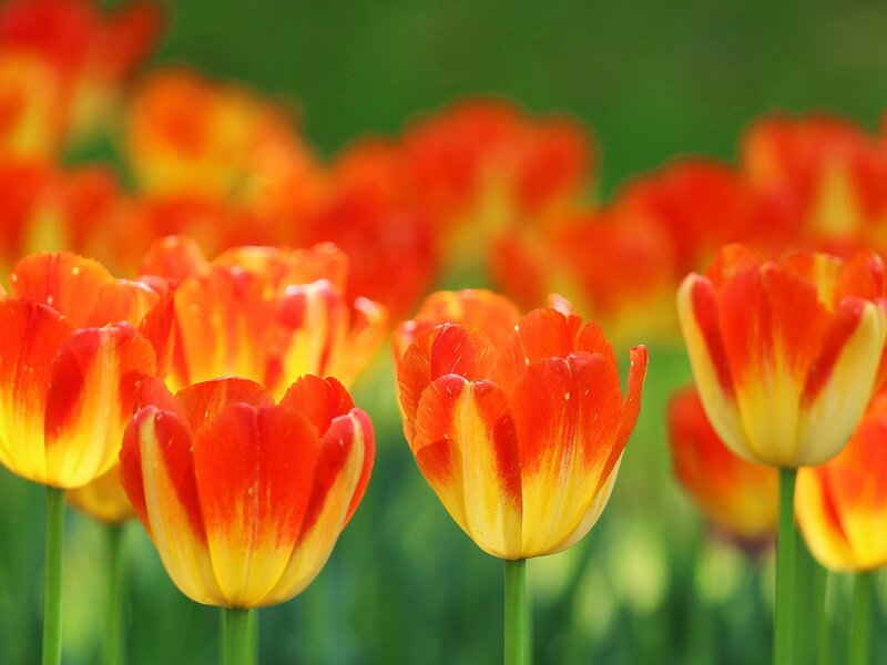 Red and Yellow Tulips — Serene, Spring, Photograph, Flowers, Green Stems