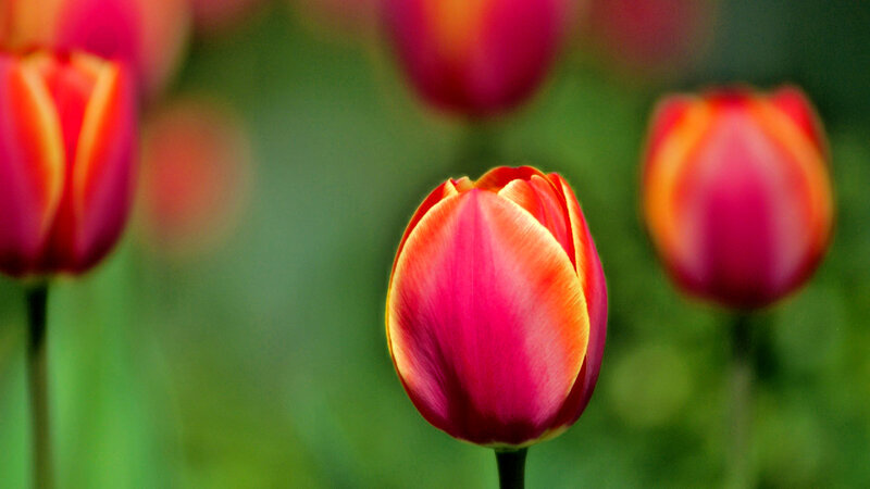 Red and Yellow Tulips — Serene, Spring, Photograph, Flowers, Greenery