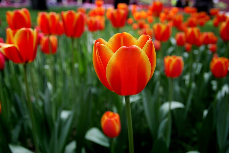 Red and Yellow Tulips — Serene, Spring, Photograph, Green Leaves, Field