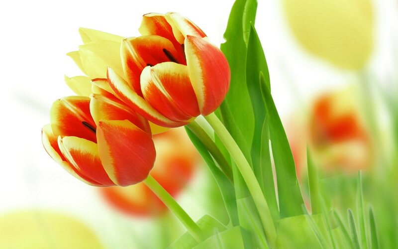 Red and Yellow Tulips — Serene, Spring, Photograph, Green Leaves