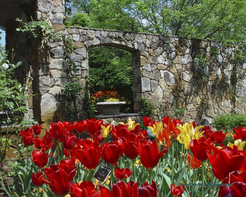 Red and Yellow Tulips — Serene, Spring, Photograph