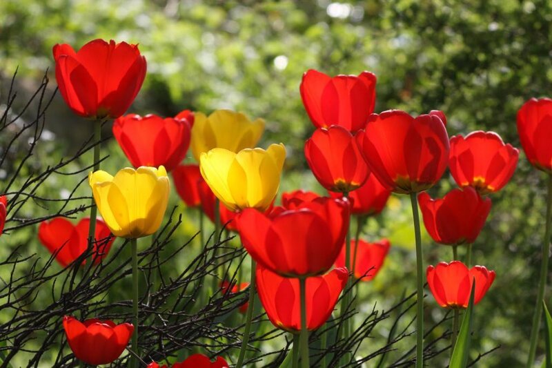 Red and Yellow Tulips — Serene, Spring
