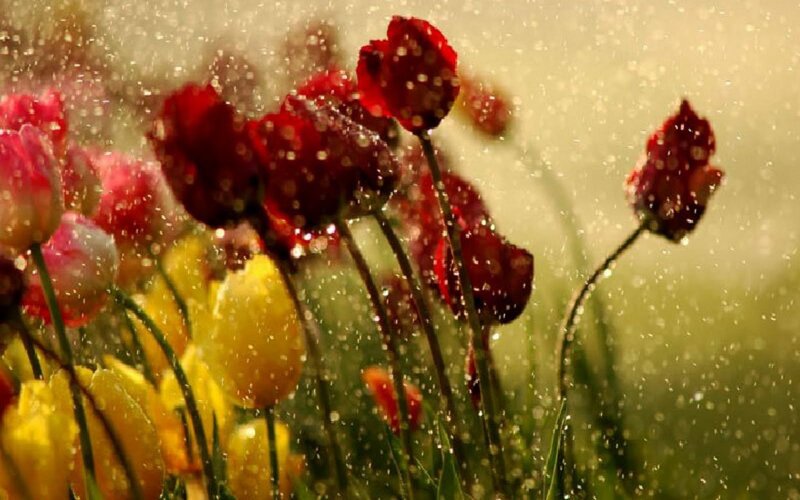 Red and Yellow Tulips — Serene