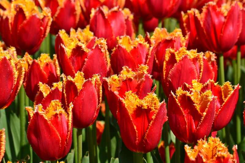 Red and Yellow Tulips — Vibrant, Afternoon