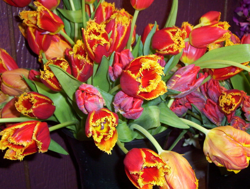 Red and Yellow Tulips — Vibrant, Photograph, Green Leaves