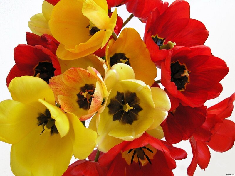 Red and Yellow Tulips — Vibrant, Photograph