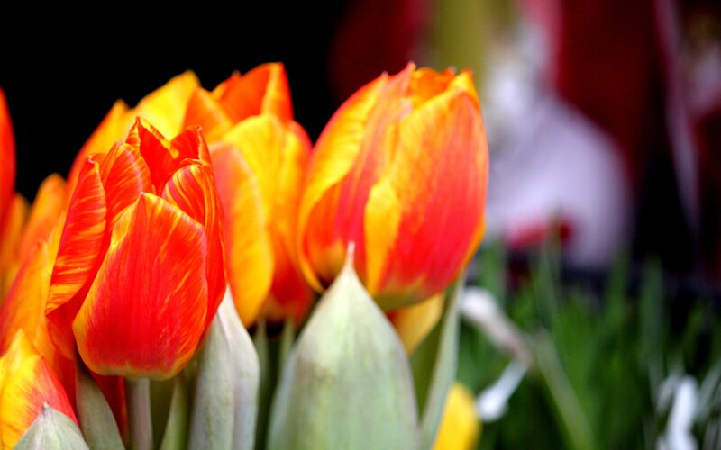 Red and Yellow Tulips — Vibrant, Spring, Photograph, Buds