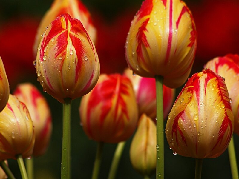 Red and Yellow Tulips — Vibrant, Spring, Photograph, Drops