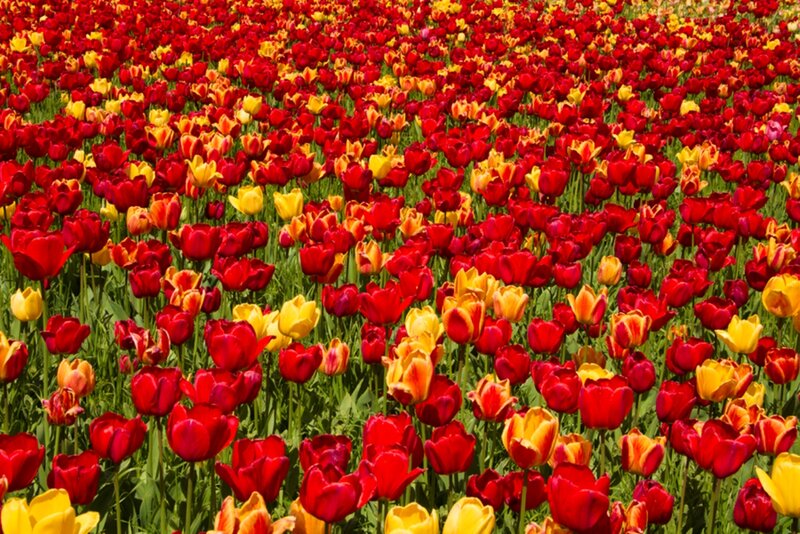 Red and Yellow Tulips — Vibrant, Spring, Photograph, Field, Flowers
