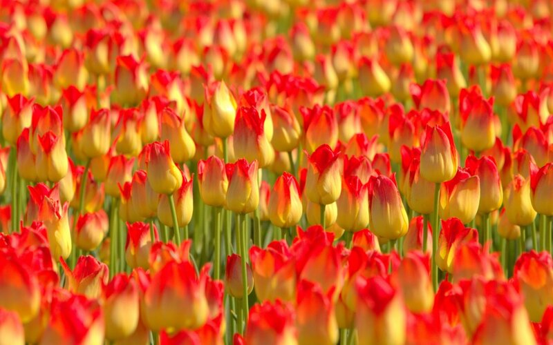 Red and Yellow Tulips — Vibrant, Spring, Photograph, Field, Green Stems
