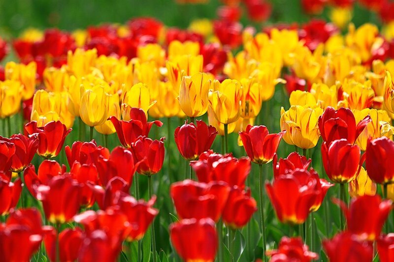 Red and Yellow Tulips — Vibrant, Spring, Photograph, Field
