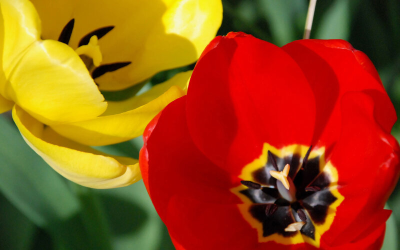 Red and Yellow Tulips — Vibrant, Spring, Photograph, Flower