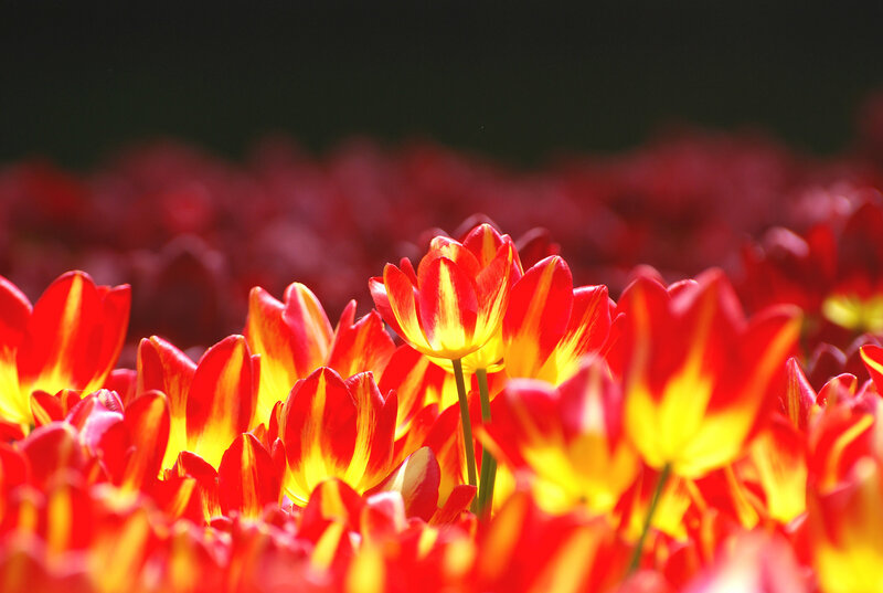 Red and Yellow Tulips — Vibrant, Spring, Photograph, Flowers, Field