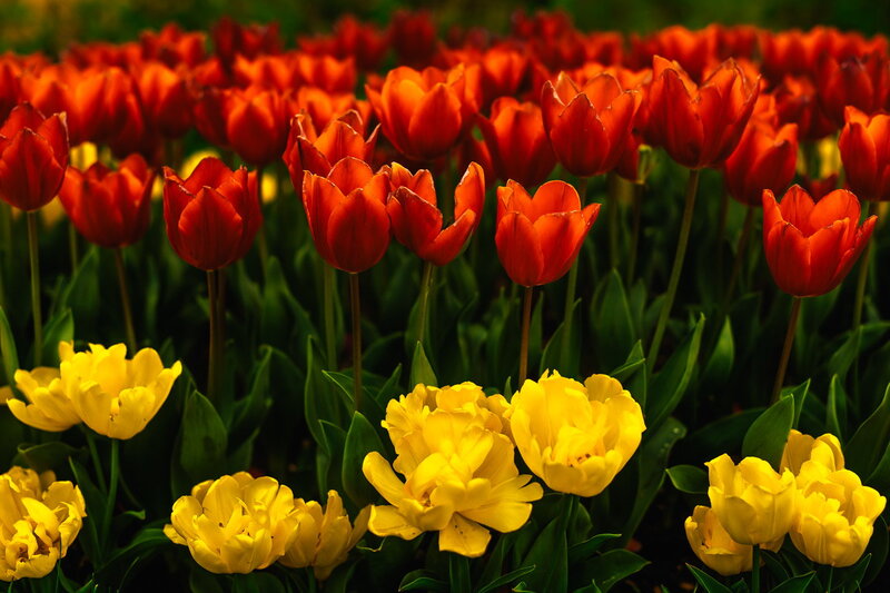 Red and Yellow Tulips — Vibrant, Spring, Photograph, Flowers, Green Leaves, Field