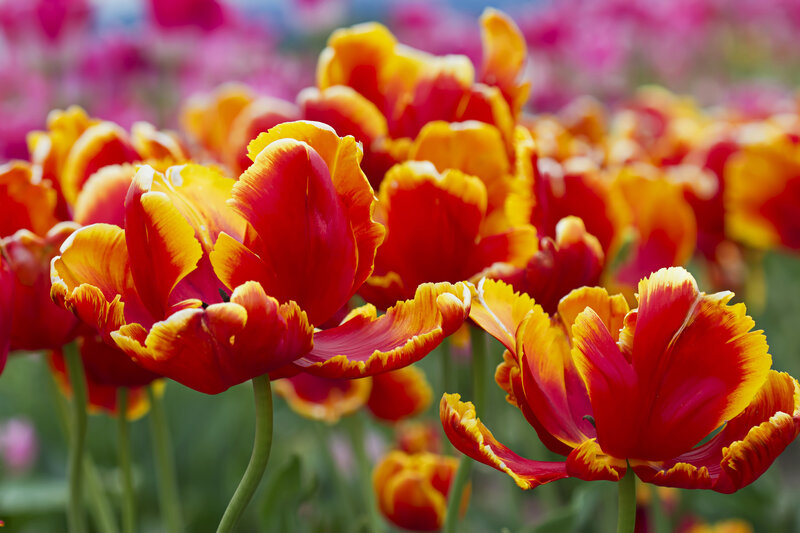 Red and Yellow Tulips — Vibrant, Spring, Photograph, Flowers, Green Stems, Field