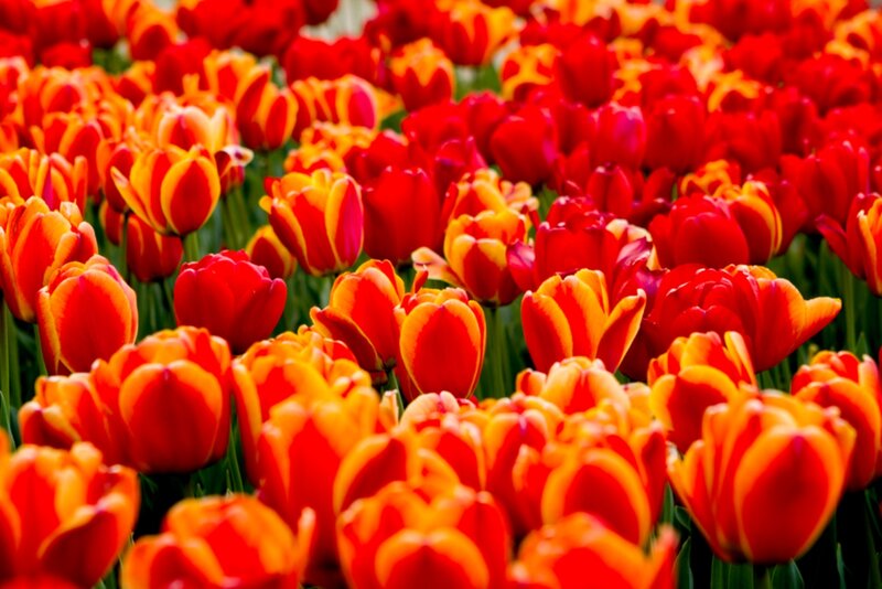 Red and Yellow Tulips — Vibrant, Spring, Photograph, Flowers, Green Stems