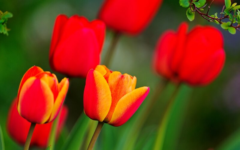 Red and Yellow Tulips — Vibrant, Spring, Photograph, Flowers, Leaves, Greenery