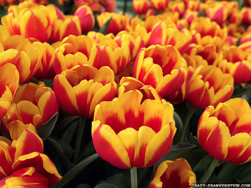 Red and Yellow Tulips — Vibrant, Spring, Photograph, Flowers, Leaves