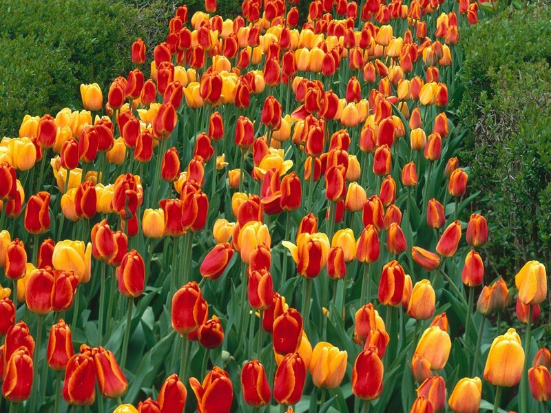 Red and Yellow Tulips — Vibrant, Spring, Photograph, Green Foliage