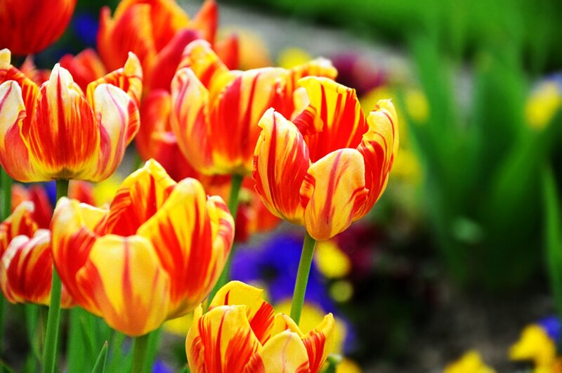 Red and Yellow Tulips — Vibrant, Spring, Photograph, Green Leaves, Blue Flowers