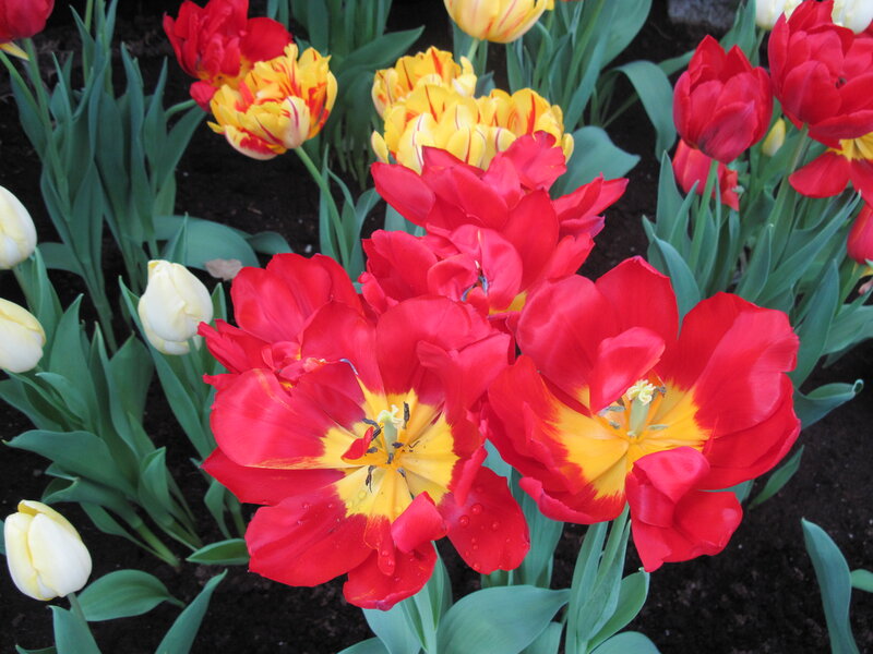 Red and Yellow Tulips — Vibrant, Spring, Photograph, Green Leaves, Soil