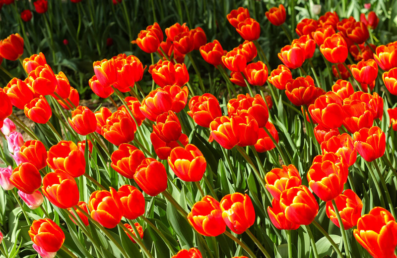 Red and Yellow Tulips — Vibrant, Spring, Photograph, Green Leaves, Sunlight