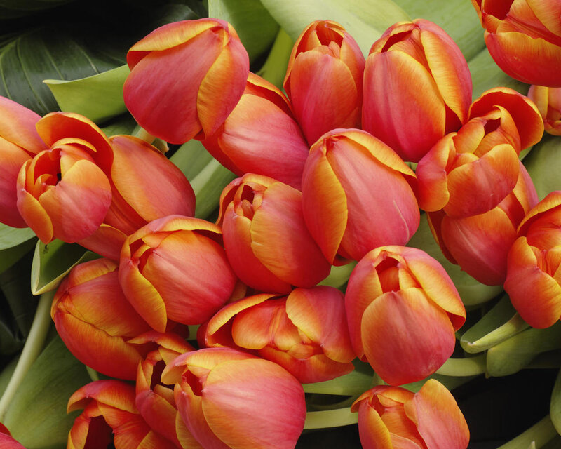 Red and Yellow Tulips — Vibrant, Spring, Photograph, Green Leaves