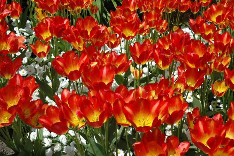 Red and Yellow Tulips — Vibrant, Spring, Photograph