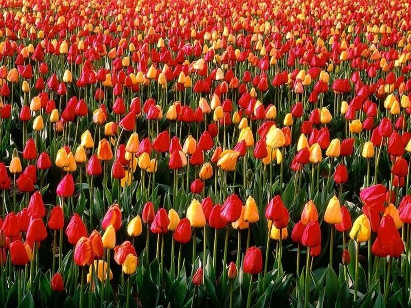 Red and Yellow Tulips — Vibrant, Spring
