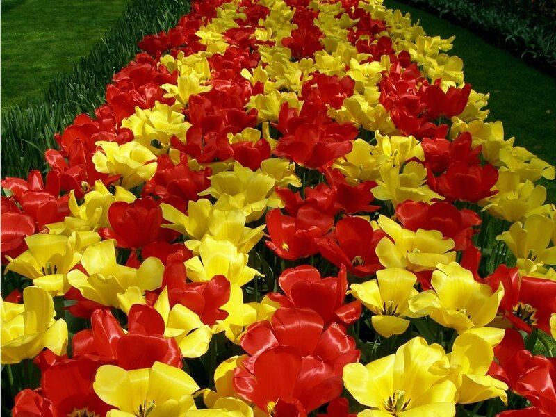 Red and Yellow Tulips — Vibrant