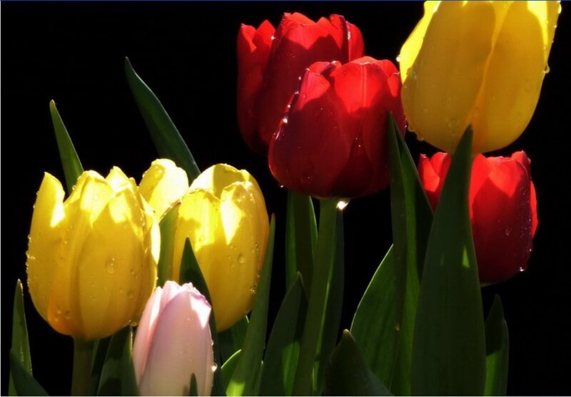 Red and yellow tulips with water droplets