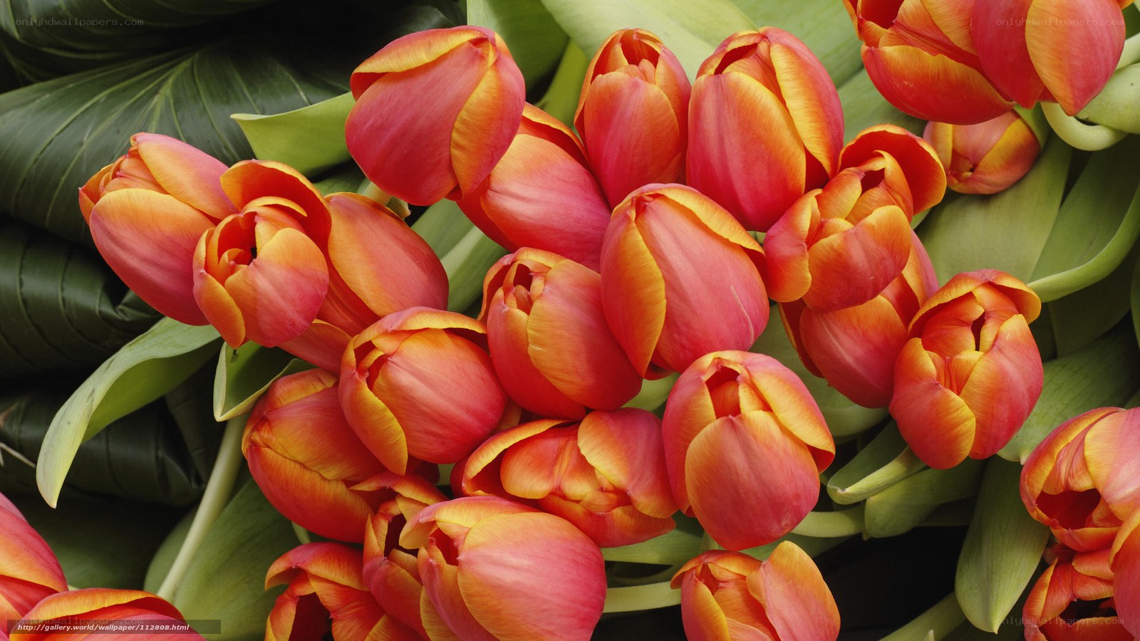 Red and yellow tulips