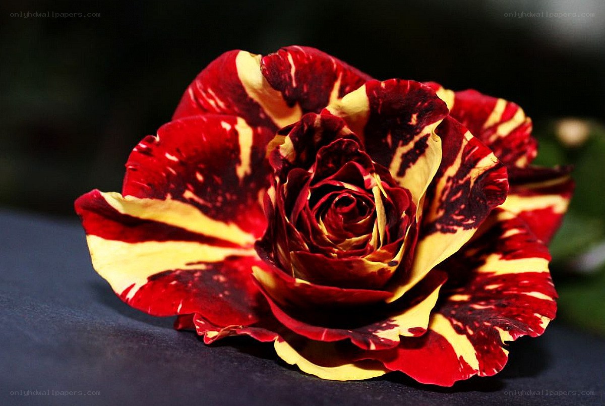 Red and yellow variegated rose