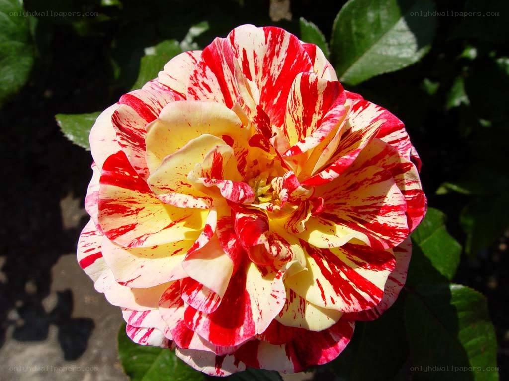 Red and yellow variegated rose