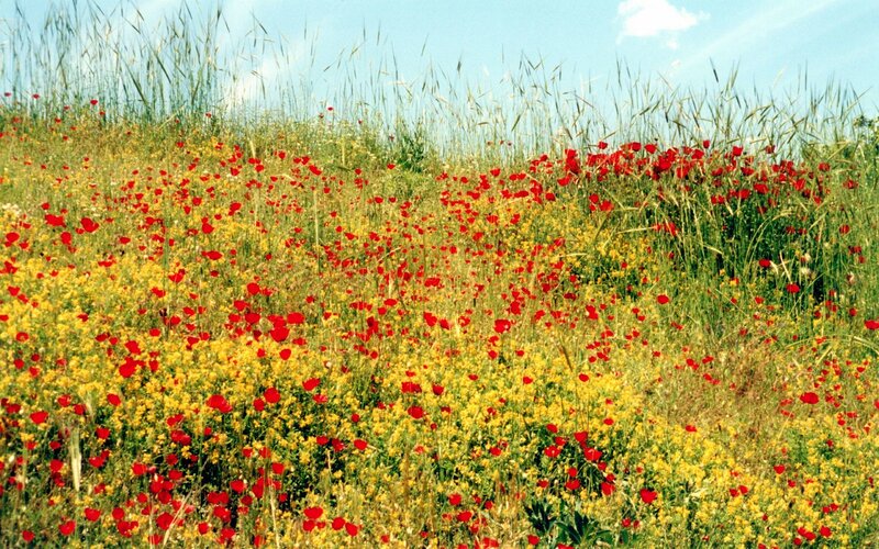 Red and Yellow Wildflowers — Serene