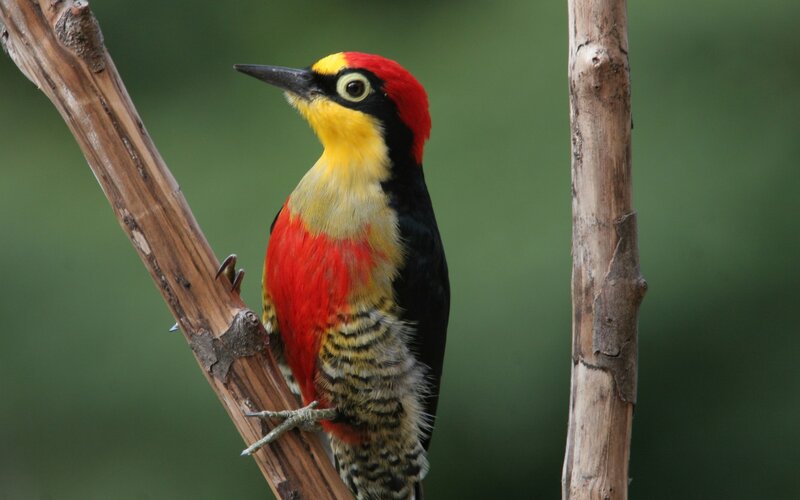 Red-and-yellow Woodpecker