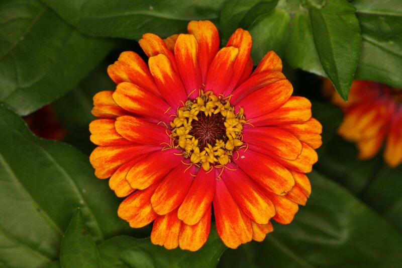 Red and Yellow Zinnia Flower