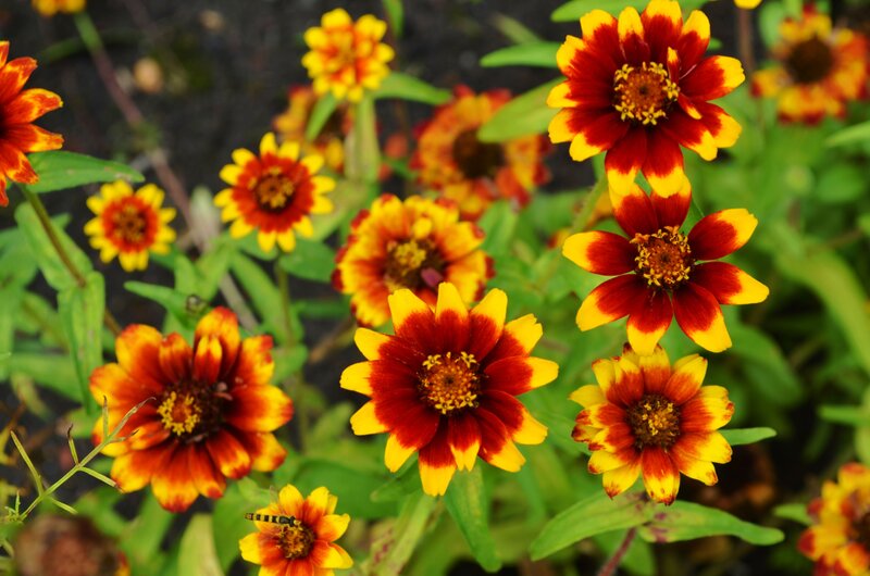 Red and Yellow Zinnia Flowers — Natural