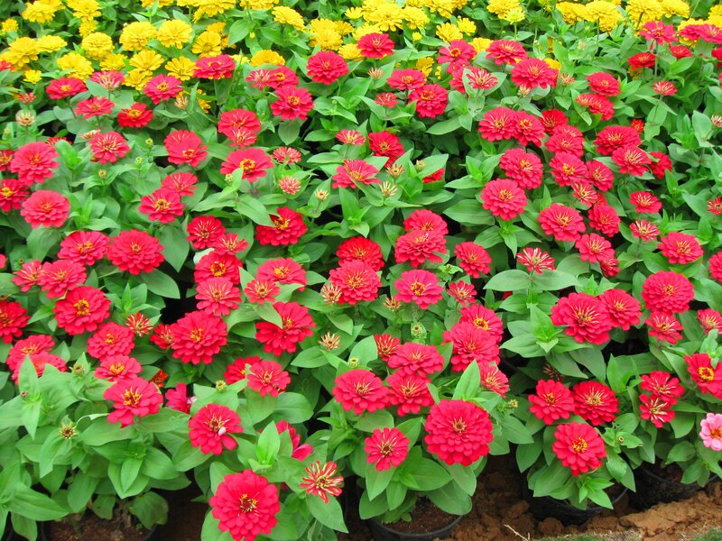 Red and Yellow Zinnia Flowers